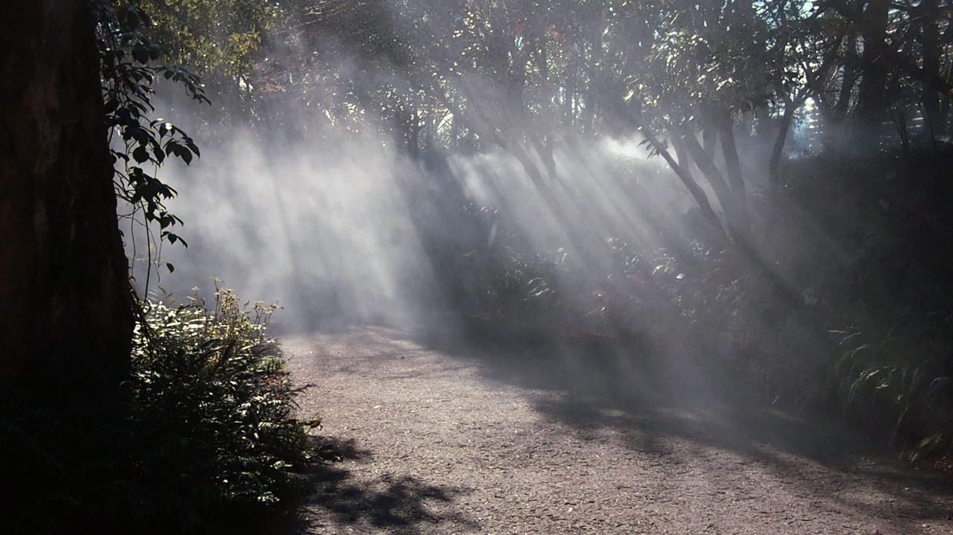 Sounding Fog